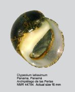 Clypeolum latissimum (3)